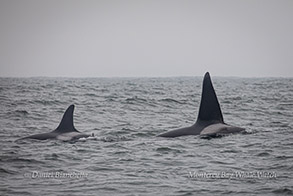 Orcas (Killer Whales) CA169 and Fatfin photo by Daniel Bianchetta