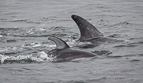 Pacific White-sided Dolphin and Risso's Dolphin photo by Daniel Bianchetta