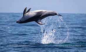 Pacific White-sided Dolphin somersaulting photo by Daniel Bianchetta