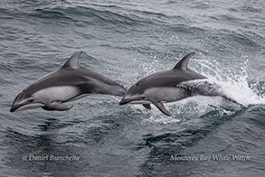 Pacific White-sided Dolphins photo by Daniel Bianchetta