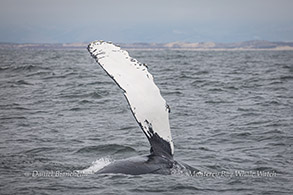 Pec slapping Humpback Whale photo by Daniel Bianchetta