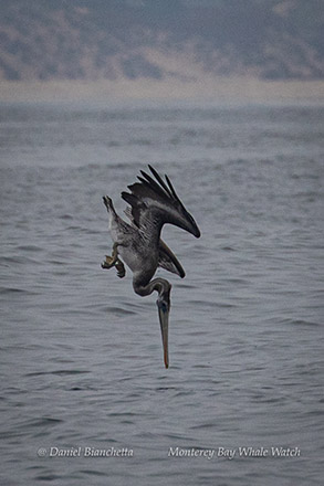 Pelican diving photo by Daniel Bianchetta