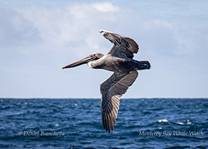 Pelican in flight photo by Daniel Bianchetta