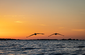 Brown pelicans at sunset photo by Daniel Bianchetta