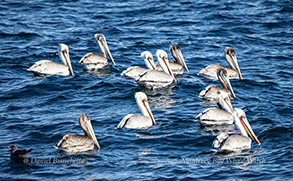 Pelicans photo by Daniel Bianchetta