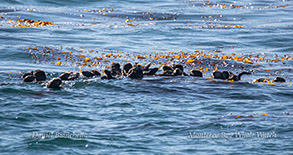 Raft of Sea Otters photo by Daniel Bianchetta