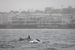 Risso's Dolphins including Casper by Monterey Bay Aquarium photo by Daniel Bianchetta