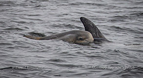 Risso's Dolphin calf photo by Daniel Bianchetta