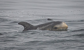 Risso's Dolphin calf photo by Daniel Bianchetta
