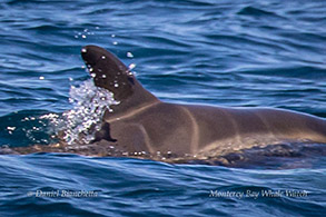 Risso's Dolphin calf with fetal folds photo by Daniel Bianchetta