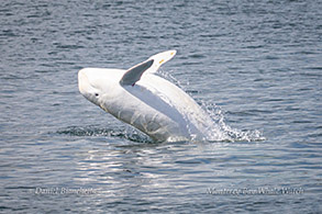 Risso's Dolphin Casper photo by Daniel Bianchetta