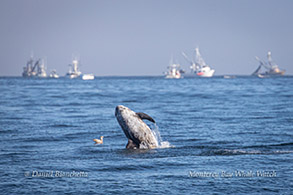 Leaping Risso's Dolphin feeding on squid near squid boats photo by Daniel Bianchetta