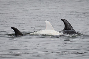 Risso's Dolphins Casper and friends photo by Daniel Bianchetta
