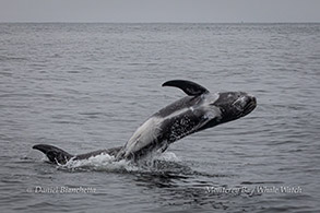 Risso's Dolphins photo by Daniel Bianchetta