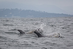Risso's Dolphins photo by Daniel Bianchetta