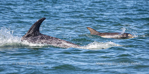  Risso's Dolphins (Note fetal folds on calf at right) photo by Daniel Bianchetta