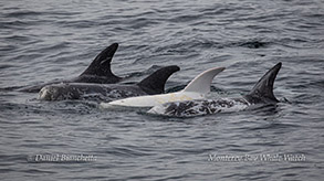 Risso's Dolphins including Casper photo by Daniel Bianchetta