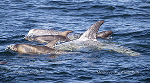Risso's Dolphins (Note fetal folds on calves) photo by Daniel Bianchetta