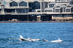 Risso's Dolphins including Casper near Monterey Bay Aquarium photo by Daniel Bianchetta