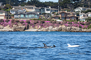Risso's Dolphins including Casper, off Pacific Grove photo by Daniel Bianchetta