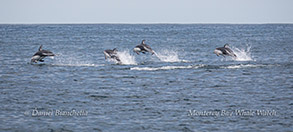 Running Pacific White-sided Dolphins photo by Daniel Bianchetta