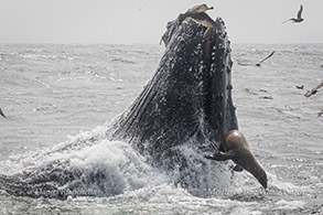 Close encounter between Sea Lion and lunge-feeding Humpback Whale photo by Daniel Bianchetta