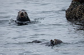 Sea Lion and Sea Otter photo by Daniel Bianchetta