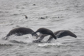Synchronized Sea Lions photo by Daniel Bianchetta