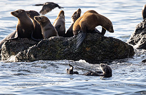 Sea Otter and Sea Lions photo by Daniel Bianchetta