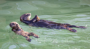 Sea Otter mother and pup photo by Daniel Bianchetta