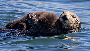 Sea Otter with baby photo by Daniel Bianchetta