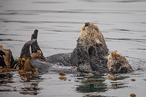 Southern Sea Otters resting and grooming photo by Daniel Bianchetta