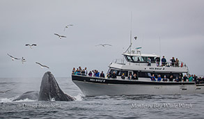 Sea Wolf II and lunge-feeding Humpback Whales photo by Daniel Bianchetta