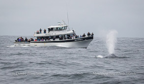 Sea Wolf II with Blue Whale photo by Daniel Bianchetta