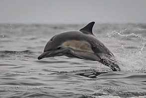 Short-beaked Common Dolphin photo by Daniel Bianchetta