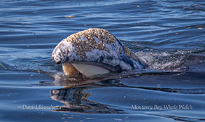 Skim-feeding Gray Whale photo by Daniel Bianchetta