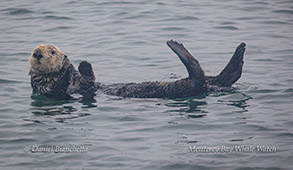 Southern Sea Otter photo by Daniel Bianchetta