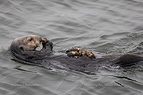 Southern Sea Otter photo by Daniel Bianchetta