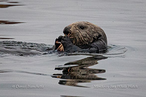 Southern Sea Otter eating a Crab photo by Daniel Bianchetta