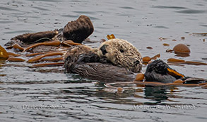 Southern Sea Otter in kelp photo by Daniel Bianchetta