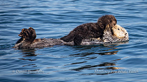 Southern Sea Otter mother and pup photo by Daniel Bianchetta