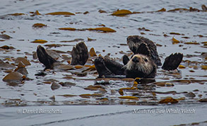 Southern Sea Otters in kelp photo by Daniel Bianchetta