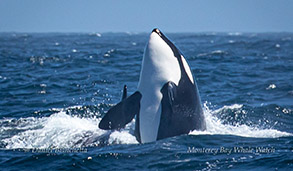 Spyhopping Killer Whale photo by Daniel Bianchetta