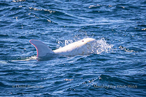 White Risso's Dolphin Casper photo by Daniel Bianchetta