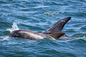 Young Risso's Dolphin with visible fetal folds photo by Daniel Bianchetta