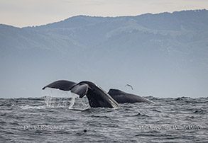 Two Humpback Whales  photo by Daniel Bianchetta