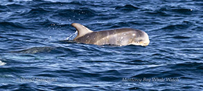 Baby Risso's Dolphin with visible fetal folds photo by daniel bianchetta