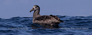 Black-footed Albatross photo by daniel bianchetta