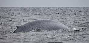 Blue Whale surfacing in the fog photo by daniel bianchetta