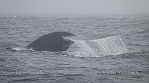 Blue Whale divin photo by daniel bianchetta